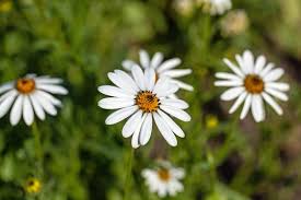 Image result for Dimorphotheca pluvialis