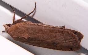 Attēlu rezultāti vaicājumam “Noctua pronuba”