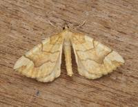 Attēlu rezultāti vaicājumam “Eulithis mellinata”