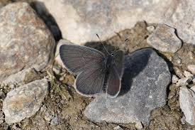 Attēlu rezultāti vaicājumam “Cupido minimus female”