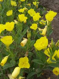 Attēlu rezultāti vaicājumam “Oenothera rubricauli”