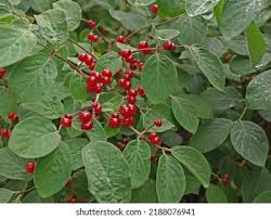 Attēlu rezultāti vaicājumam “Lonicera xylosteum fruit”