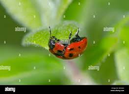 Attēlu rezultāti vaicājumam “Gonioctena viminalis”