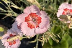 Attēlu rezultāti vaicājumam “Caryophyllaceae”