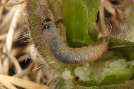 Attēlu rezultāti vaicājumam “Perizoma affinitata”