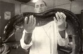 Image result for Anguilla anguilla