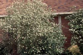 Attēlu rezultāti vaicājumam “Viburnum lantana  flower”