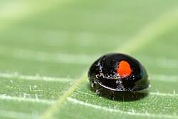 Attēlu rezultāti vaicājumam “Chilocorus renipustulatus”