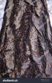 Attēlu rezultāti vaicājumam “Larix decidua var. polonica”