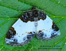 Attēlu rezultāti vaicājumam “Mesoleuca albicillata”