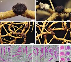 Attēlu rezultāti vaicājumam “Biatoropsis usnearum”