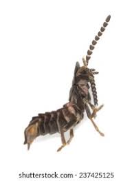 Attēlu rezultāti vaicājumam “Phosphaenus hemipterus”