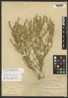 Attēlu rezultāti vaicājumam “Corispermum hyssopifolium”