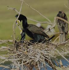 Attēlu rezultāti vaicājumam “Phalacrocorax carbo nest”