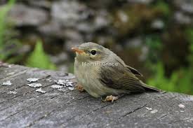 Attēlu rezultāti vaicājumam “Phylloscopus collybita”