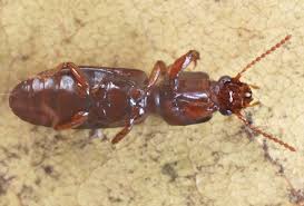 Attēlu rezultāti vaicājumam “Clivina fossor”