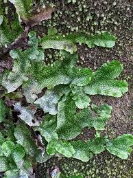 Attēlu rezultāti vaicājumam “Cephalozia connivens”