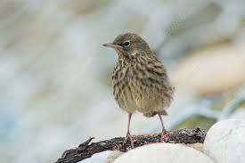 Image result for Anthus petrosus