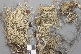 Attēlu rezultāti vaicājumam “Evernia mesomorpha”