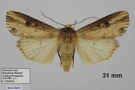 Attēlu rezultāti vaicājumam “Axylia putris”