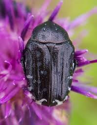 Attēlu rezultāti vaicājumam “Oxythyrea funesta imago”