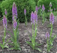 Attēlu rezultāti vaicājumam “Dactylorhiza majalis subsp. baltica”