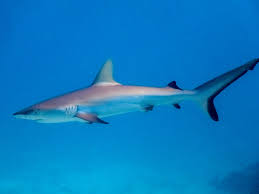 Image result for Carcharhinus amblyrhynchos