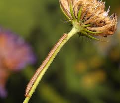 Attēlu rezultāti vaicājumam “Eupithecia subumbrata”