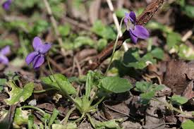 Attēlu rezultāti vaicājumam “Viola collina”