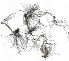 Attēlu rezultāti vaicājumam “Lemanea fluviatilis”