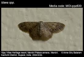 Attēlu rezultāti vaicājumam “Idaea muricata”