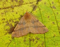 Attēlu rezultāti vaicājumam “Colotois pennaria”