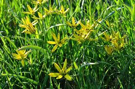 Attēlu rezultāti vaicājumam “Gagea pratensis flower”