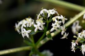 Attēlu rezultāti vaicājumam “Galium schultesii flower”