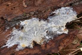 Attēlu rezultāti vaicājumam “Phlebiopsis gigantea”