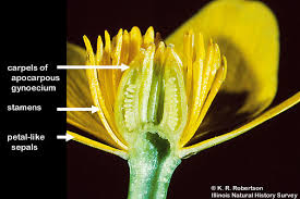Attēlu rezultāti vaicājumam “Ranunculaceae”