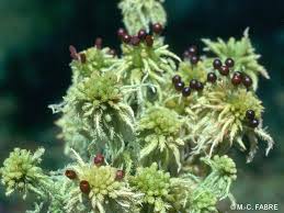 Attēlu rezultāti vaicājumam “Sphagnum flexuosum”