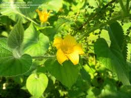 Attēlu rezultāti vaicājumam “Thladiantha dubia”