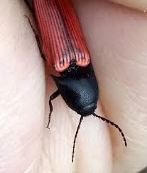 Attēlu rezultāti vaicājumam “Ampedus sp.”