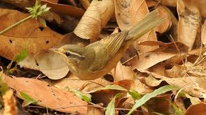 Image result for Phylloscopus schwarzi