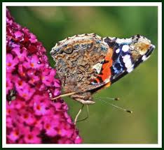 Attēlu rezultāti vaicājumam “Vanessa atalanta underside”