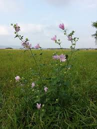 Image result for Lavatera thuringiaca