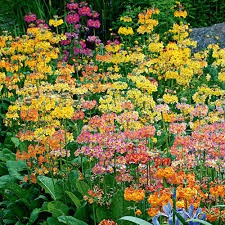 Attēlu rezultāti vaicājumam “Primula x margotae flower”