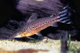 Attēlu rezultāti vaicājumam “Dianema nivale macro”