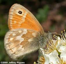 Attēlu rezultāti vaicājumam “Coenonympha tullia underside”