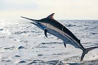 Image result for Istiompax indica