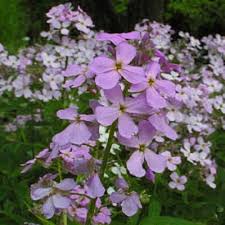 Attēlu rezultāti vaicājumam “Hesperis matronalis leaf”