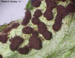 Attēlu rezultāti vaicājumam “Tranzschelia anemones”