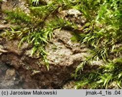 Attēlu rezultāti vaicājumam “Homomallium incurvatum”