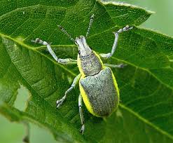 Attēlu rezultāti vaicājumam “Chlorophanus viridis”